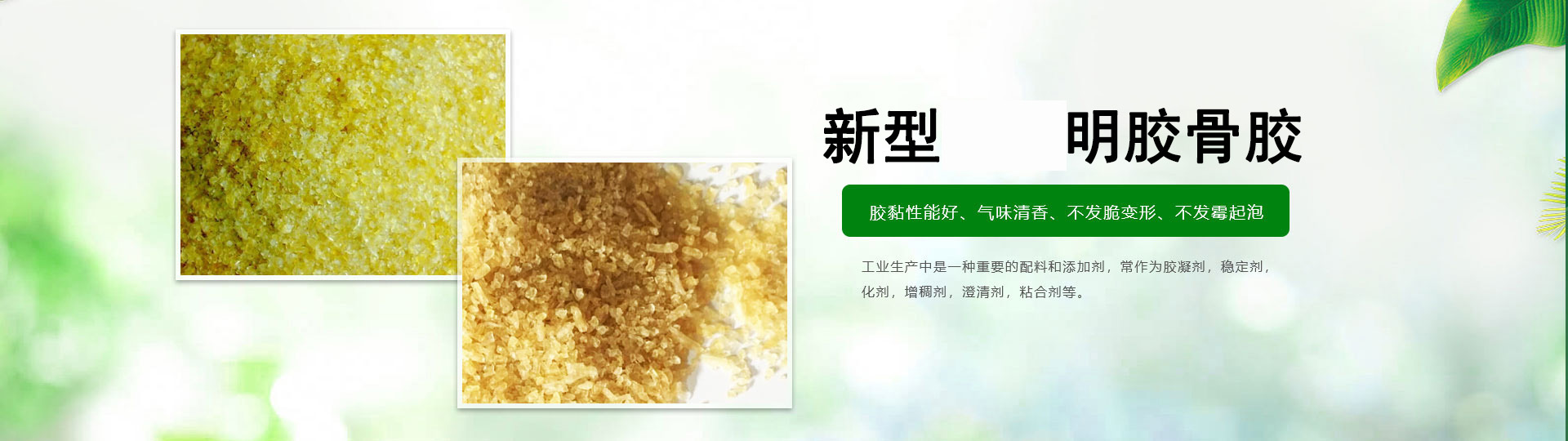 明膠廠(chǎng)家主營(yíng)工業(yè)明膠、工業(yè)骨膠等明膠價(jià)格優(yōu)惠